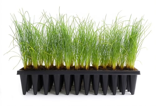 Longleaf Pine Tree | 10 Live Plants | Pinus Palustris