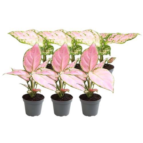 Aglaonema mix | 6 piezas - 20cm - Ø6cm - Planta de interior - Hojas perennes - Multitrato