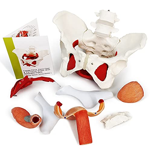 image for Benilev Female Pelvis Model with Pelvic Floor Muscles Perineal Model F