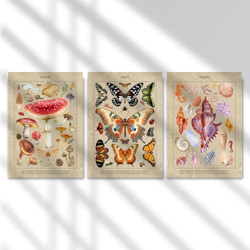 Image of Yellow Town India Vintage Botanical Wall Posters, Set of 3 A3 Prints, 29.7 x 42 cm, Frameless Art with Adhesive, Fungi Mushroom, Butterfly, Seashell Theme