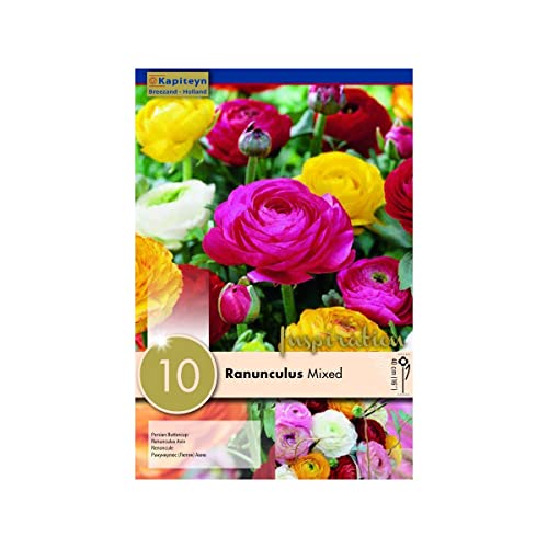 10 Bulbi di Ranuncolo Misti Ranunculus Mixed Kapiteyn