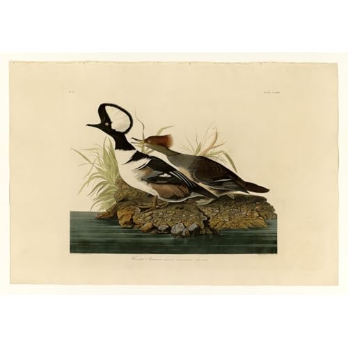 Merganser à capuche Plaque 581 ARTICULOZY toile roulée 76x101 cm