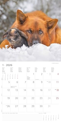 Alpha Edition - Tierfreundschaften 2026 – Broschürenkalender 30×30 cm (30×60 cm geöffnet) mit Notizbereich & Poster, Wandkalender mit süßen ... & Deko für Zuhause: Animal Friendships