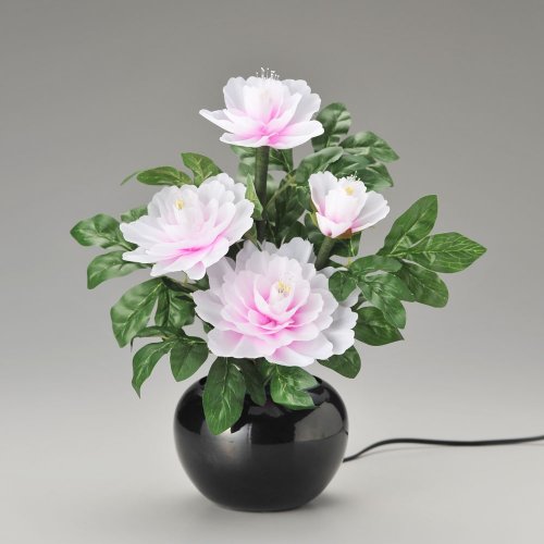 牡丹 花の人気商品 通販 価格比較 価格 Com