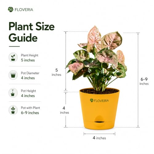 Image of Syngonium Pink Plant Live with Pot | Indoor Plants for Home | Live Plants with Pots | Indoor Plants with Pots for Home | Office Desk Decorative Items | Low Maintenance Air Purifying