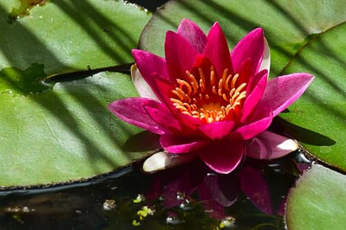 Lincsplants - Nymphaea Firecrest-Loose Root