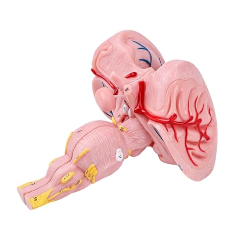 Tallos de cerebro modelo anatómico 3X para neurología y anatomía