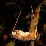 Gihaoom Cute Hanging Hammock Fairy Animal Rabbit Statue Home Garden Decor Gardening Sculpture Figuri