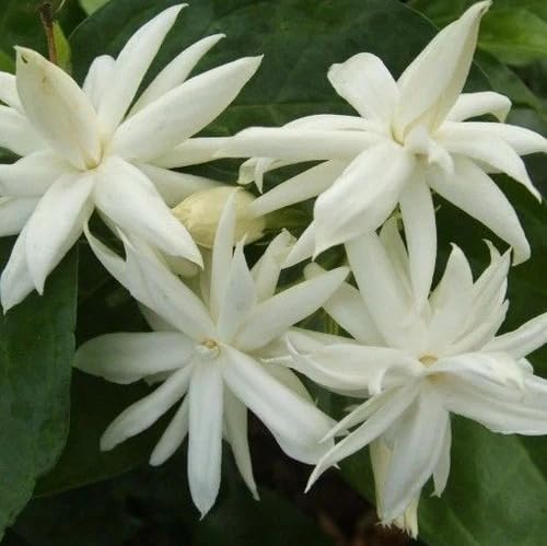 Image of Live Mogra Plant Rare Arabian Jasmine | Multi Petals Mogra Flowering Plant with Pot | Indoor Outdoor Fragrant White Flower Plant for Home Garden Balcony