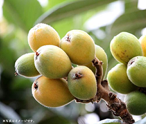 Amazon | びわ 苗木 【茂木びわ】 1年生接木苗 | 果物
