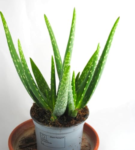 Echte Aloe Vera,medizinisch,ca.30cm, üppige Pflanzen,im12er Topf (1)
