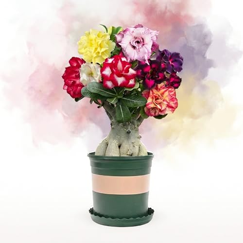 Desert Rose Plant Live (Adenium obesum) 3-Year-Old Grafted Bonsai, 5-Inch Potted – Randomly Grafted from 100+ Colors, Hardy Adenium, U.S. Farm Fresh Shipment