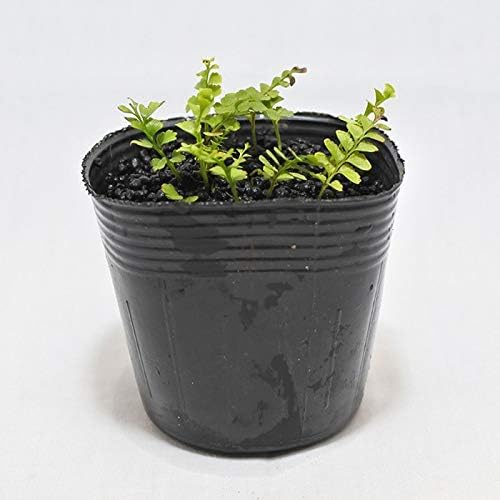Amazon コケのインテリア コケリウム テラリウム シダ植物 山野草 苔盆栽 苔玉 サイゴクホングウシダ 観葉植物 オンライン通販