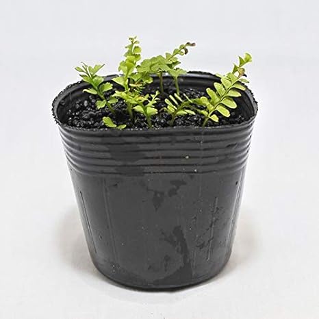 Amazon コケのインテリア コケリウム テラリウム シダ植物 山野草 苔盆栽 苔玉 サイゴクホングウシダ 観葉植物 オンライン通販