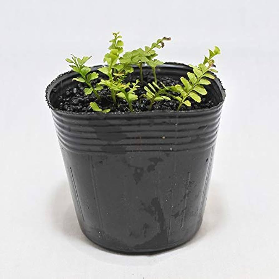 Amazon｜コケのインテリア コケリウム テラリウム シダ植物 山