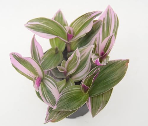 Image of Pink Wandering Live Plant with Pot | Rare Tradescantia Nanouk for Home & Office Decor | Vibrant Pink-Green Foliage | Easy-Care Indoor Plant for Shelf, Desk & Gifting
