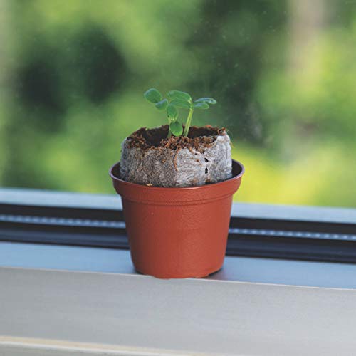 Fat Brain Toys Surprise Ride - Grow A Milkweed Tropical Asclepias Activity Kit Arts & Crafts For Ages 5 To 10 #TOP4