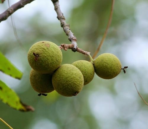 2 Black Walnut Trees - 10-16' Tall Nut-Bearing Live Plants - Fast Growing Tree Seedlings - Juglans...
