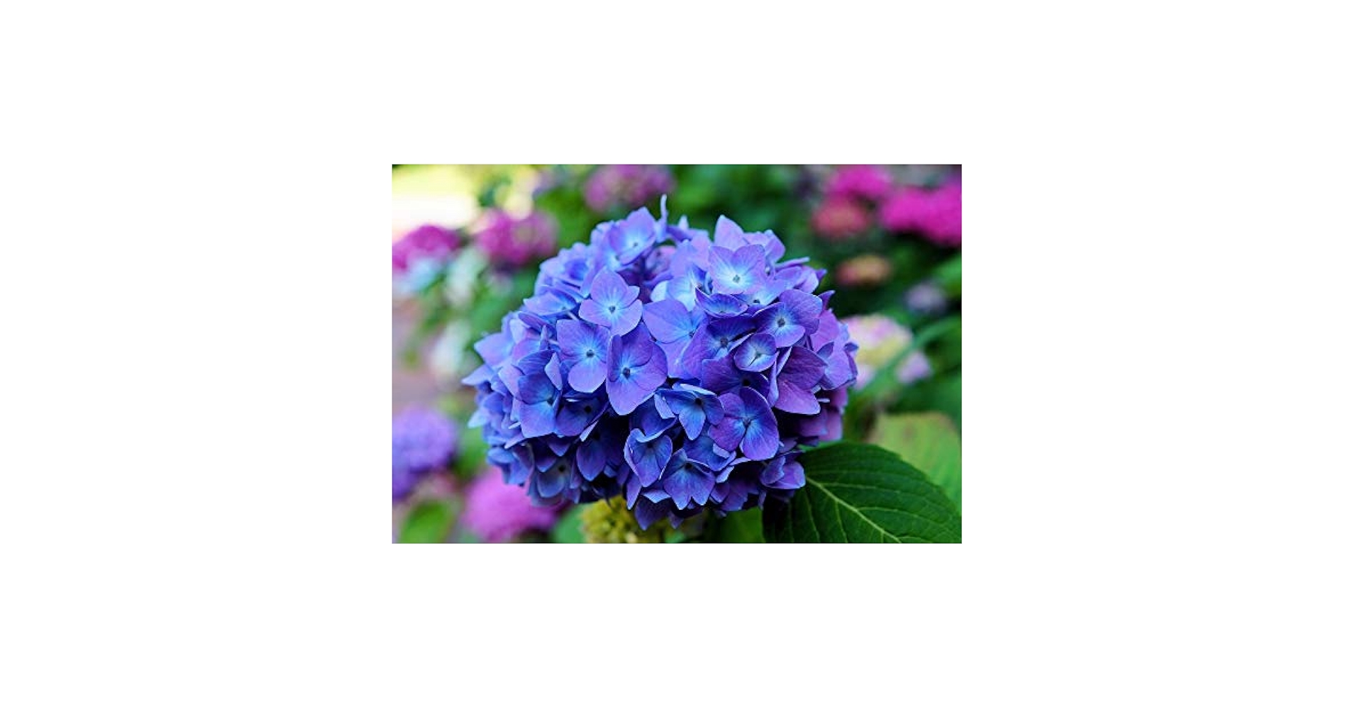 Amazon.com : Blue Purple Shades Hydrangea Bush Plant Tree