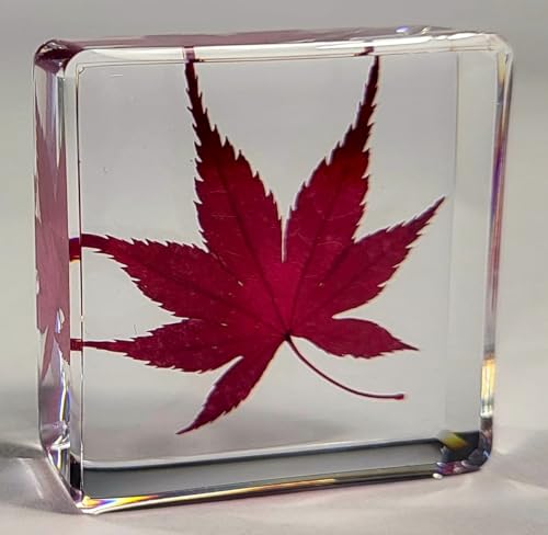 Image of 1.5 inch Real Red Japanese Maple Leaf in Crystal Clear Lucite Resin Specimen Dried Pressed Botanist Herb Herbarium Crafts Collection for Botany Science Education & Desk Ornament Display Supplies