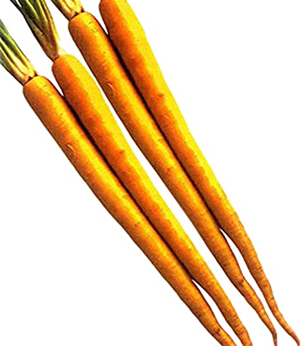 Amazon | フタバ種苗 沖縄 島人参 (にんじん) 種・小袋詰(5ml) | 野菜