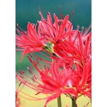 彼岸花　リコリスの球根　100サイズの箱いっぱい。1箱限定 彼岸花 リコリスの球根 100サイズの箱いっぱい。1箱限定 球根 【数量