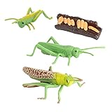 El ciclo de vida del saltamontes permite a los niños explorar el crecimiento de la naturaleza al detallar de manera realista cada fase.