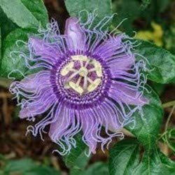 Duomus Rakhi Bel,Passion Flower, Krishan Kamal Plant (B0BXM4LZ31) Amazon Price History, Amazon Price Tracker