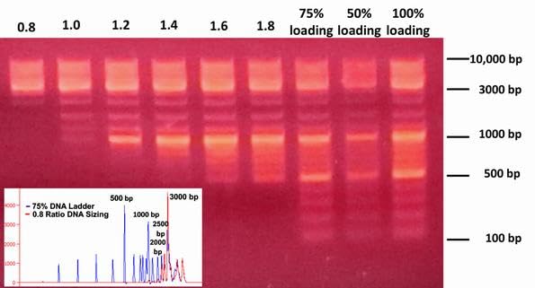 MagVigen Extended (Long Read) DNA Size Selection kit (5mL)