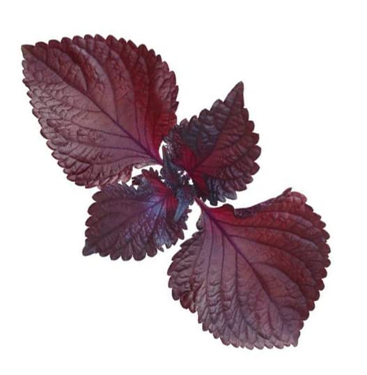 2026 Early Bird-200 Perilla Seeds for Planting/Shiso Seeds for Planting.Heirloom Non GMO Seed for Sprouting,紫苏Vegetable Seed and Hydroponic Seed for Pods(Shiso Herb Seed #1,Purple/Red-1g)