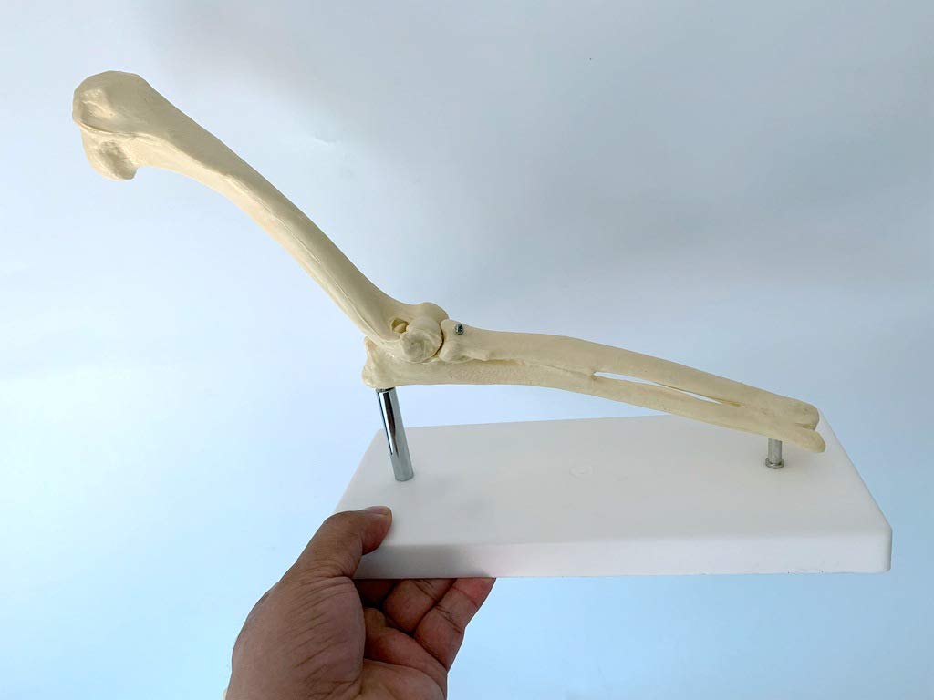 Sjdopulse A Dog Elbow Model - Dog Elbow Joint Model - Nimal Skeleton Bone Model Dog Elbow Joint Model - Scientific Research Dog Joint Natomy Model - For Veterinary Teaching (A)