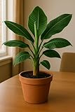 Indoor Banana Plant Seed for Growing- 5 Seeds