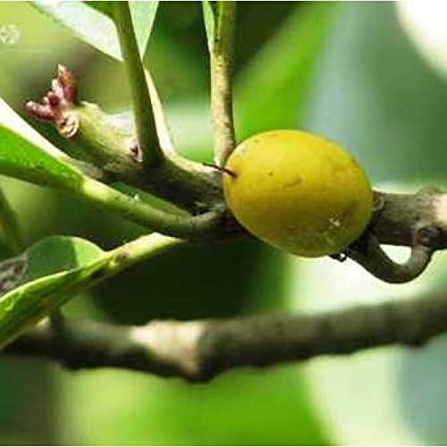 Mphmi Plants Khirni Plant Fruits Manilkara Hexandra, Rayan tree (B09KC4W9NM) Amazon Price History, Amazon Price Tracker