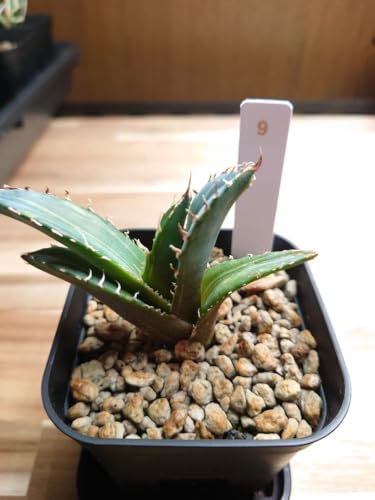 アガベ 白鯨」の人気商品一覧 | 安い商品を通販サイトから探す - 価格.com