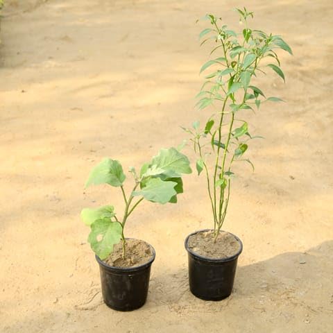 Bedroom Plants Set of 2 - Green Chilli/Mirchi Plant & Brinjal/Baigan in 6 Inch Nursery Pot-image-15