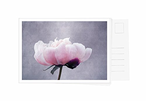 Cartoline Set con 6 carte in fiori serie Rose