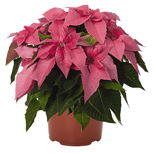 Flor de Pascua de Color Rosa DECOALIVE Planta de Navidad con Flores Rosas Poinsettia Planta Natural de Interior y Exterior