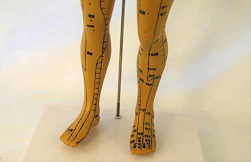 Human Female Acupuncture Anatomical Model with Acupuncture Points, Bronze Color, Height 18 Inch - Thumbnail 2