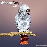 African Grey Calendar - African Grey Parrot Calendar - Parrot Calendar - Calendars 2022 - 2023 Wall Calendars - Bird Calendars - Monthly Wall Calendar by Avonside