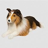 Douglas Lassie Medium