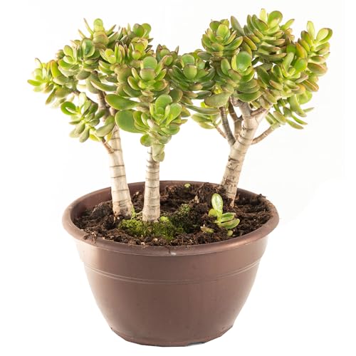 Bonplants Crassula Ovata Minor, Albero di Giada, Pianta Vera dei Soldi, Vaso 20 cm, h 45 cm