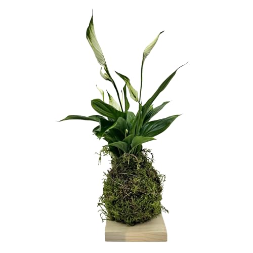 Planta Kokedama Natural (Planta Lirio de Paz Kokedama Natural - Kokedama Interior - Planta Natural - Planta Interior - Decoración para el Hogarde Fácil Cuidado y Mantenimiento)