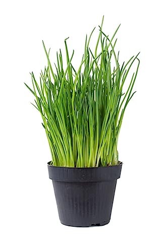 Cebollino Natural - Planta Aromática Ideal para Utilizar en la Cocina
