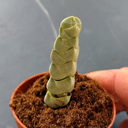 SUNNYPLANTS - Crassula plegmatoides plante, plantes, boutures, plantes succulentes, graines, boutures Crassula