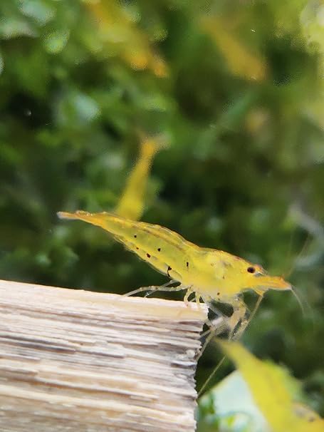 Garnelenglück - Goldene Tigergarnelen - Caridina - 10 Stück
