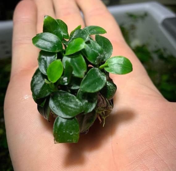 Anubias Nana Petite Aquarium Plant (B0BKTJ9KYT) Amazon Price History, Amazon Price Tracker