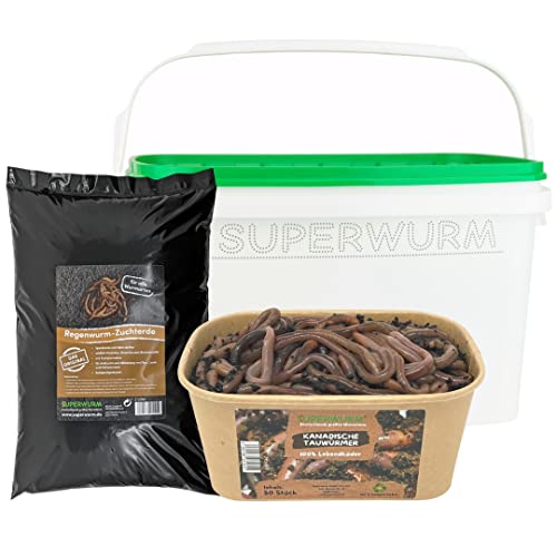 Juego de 50 lombrices canadienses – comprar lombrices de tierra vivas, para pesca o como gusano de alimentación – cebo vivo para lucio, carpa, bagre, trucha – gusanos vivos (Lumbricus terrestris)
