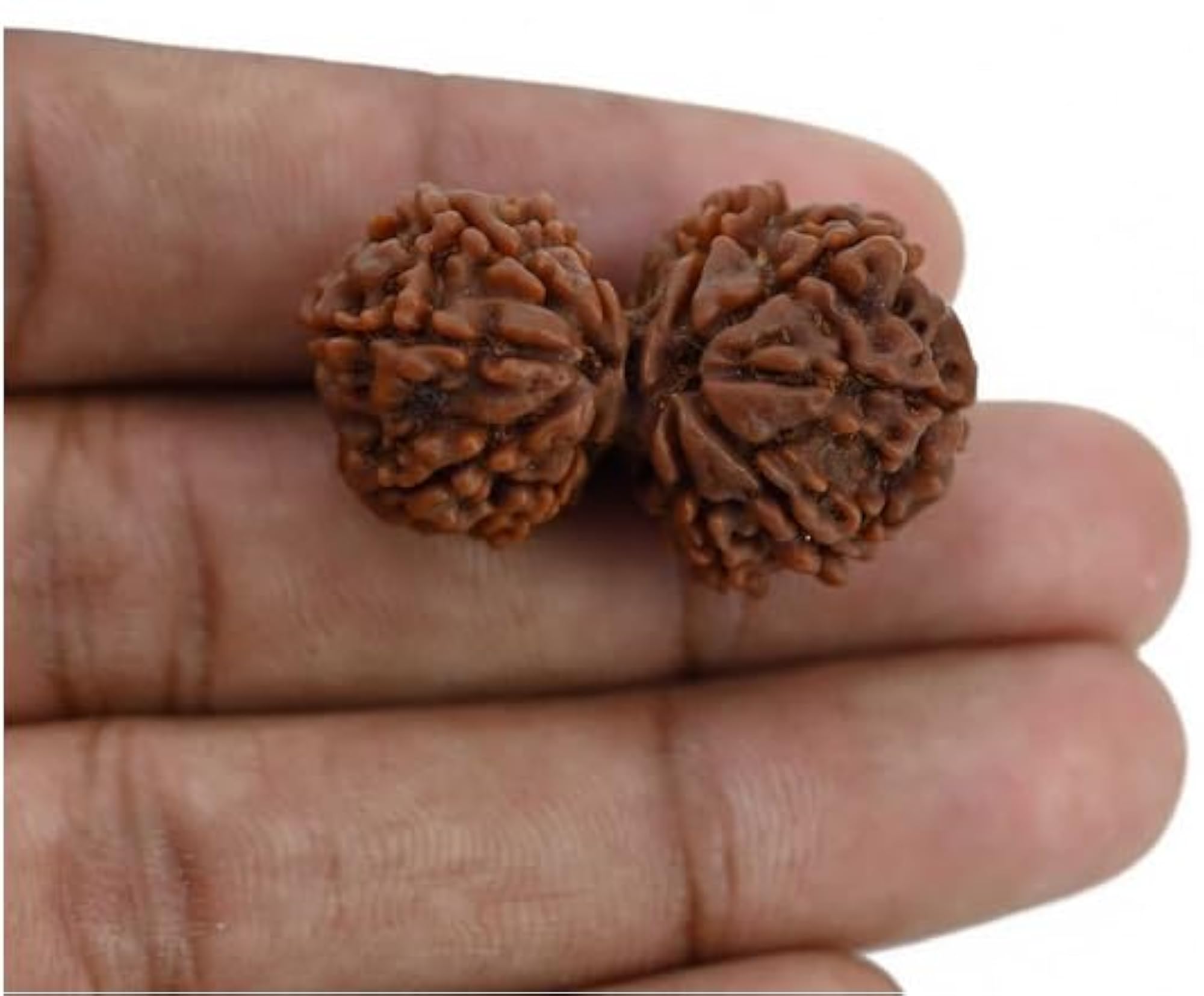 Natural Gauri Shankar Rudraksha Beads, IGL Lab Certified