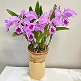 350 piezas semillas de orquideas - de semillas orquídea Cattleya, del balcon resistentes al invierno para el jardín, jardín
