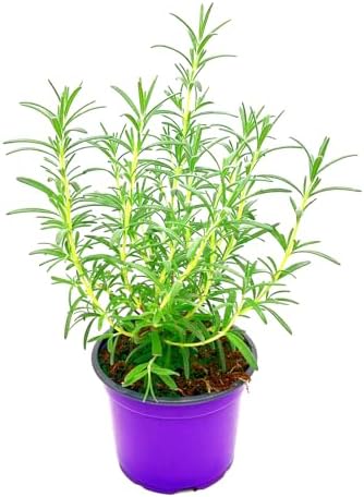 Rosmarin Pflanze ´Blue Winter´ winterharte Kräuterpflanze